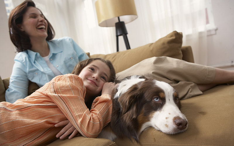 healthy indoor air with pets